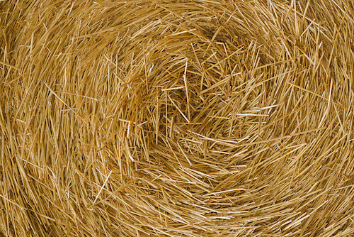 Hay for Hamster Habitat