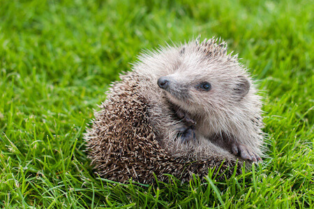 Hedgehog