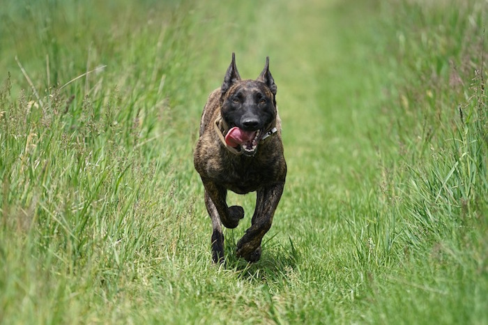 Dutch Shepard Running