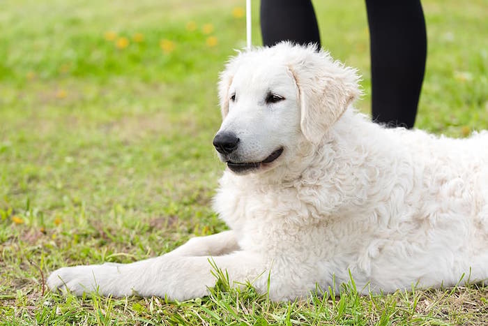 Hungarian Kuvasz Dog