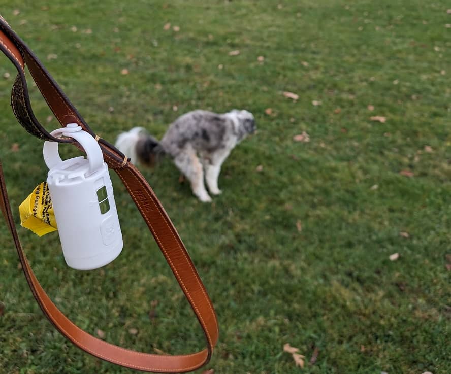 dog pooping in grass