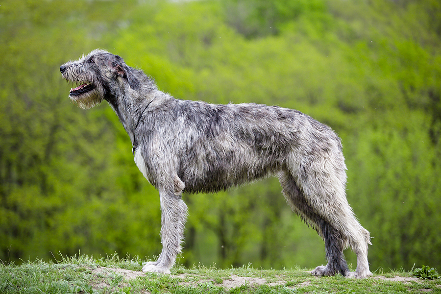 Irish Wolfhound Dog