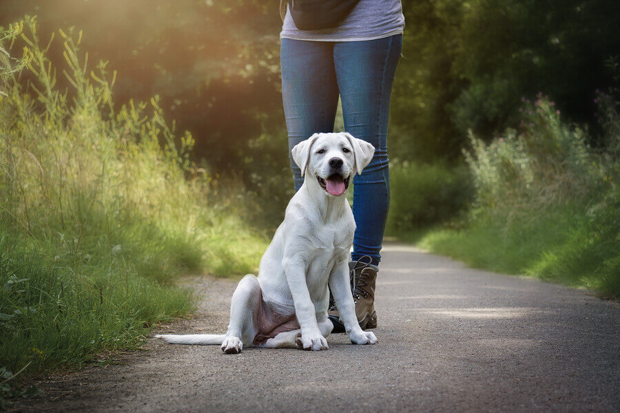 labrador retriever