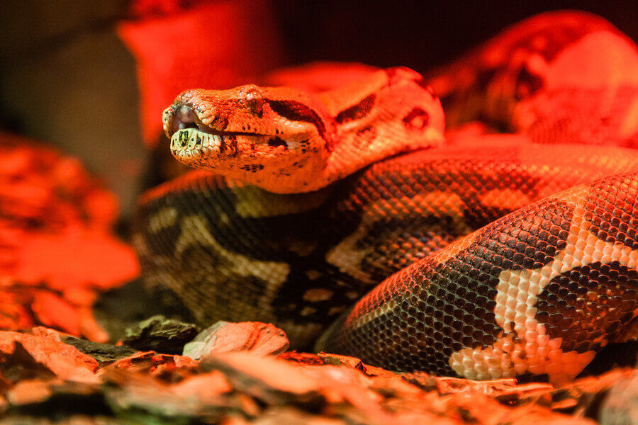 Snake Python Under Light