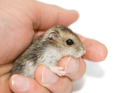 Little Dwarf Hamster Type