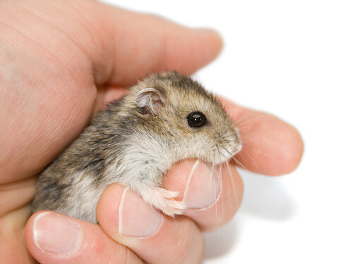 siberian dwarf hamster