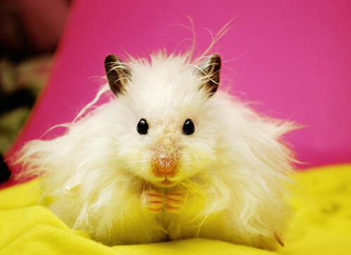 albino teddy bear hamster