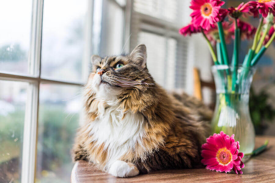 maine coon cat