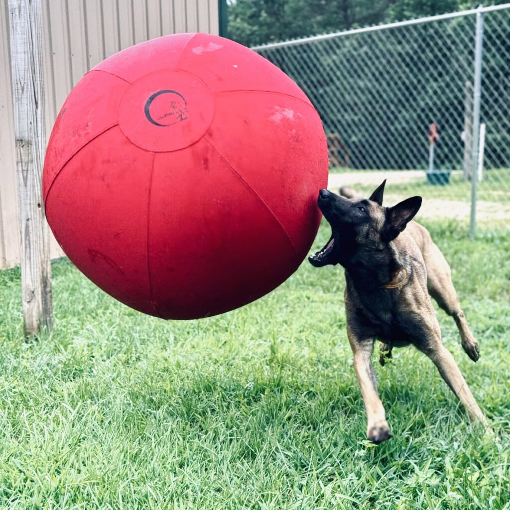 Dog with a CollieBall