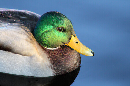 Mallard Duck