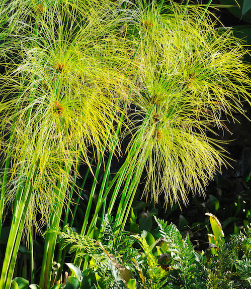 Cyperus papyrus - detail