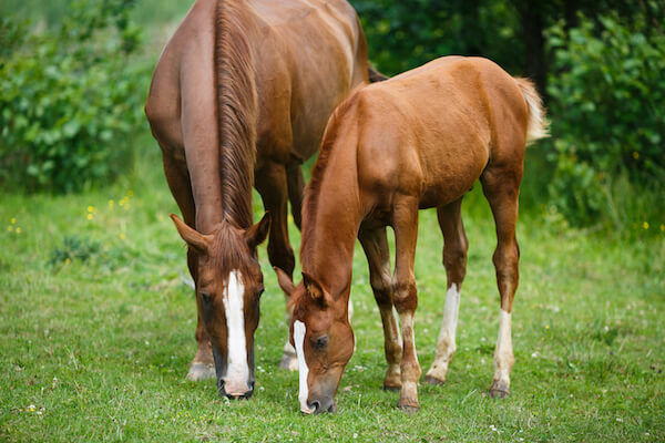 Mother and Baby Horse