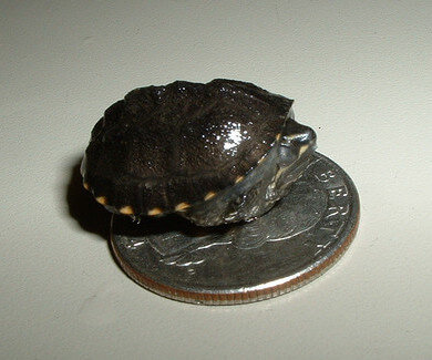 Newborn-Hatchling-Turtles