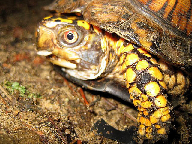 North-American-Box-Turtle