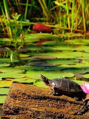 Submerged Log for Turtle