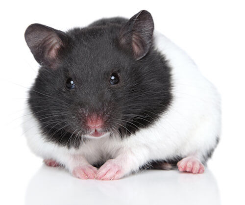Guide To Caring For Syrian Hamsters – naturalworldpets