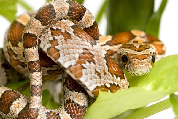 Corn Snake