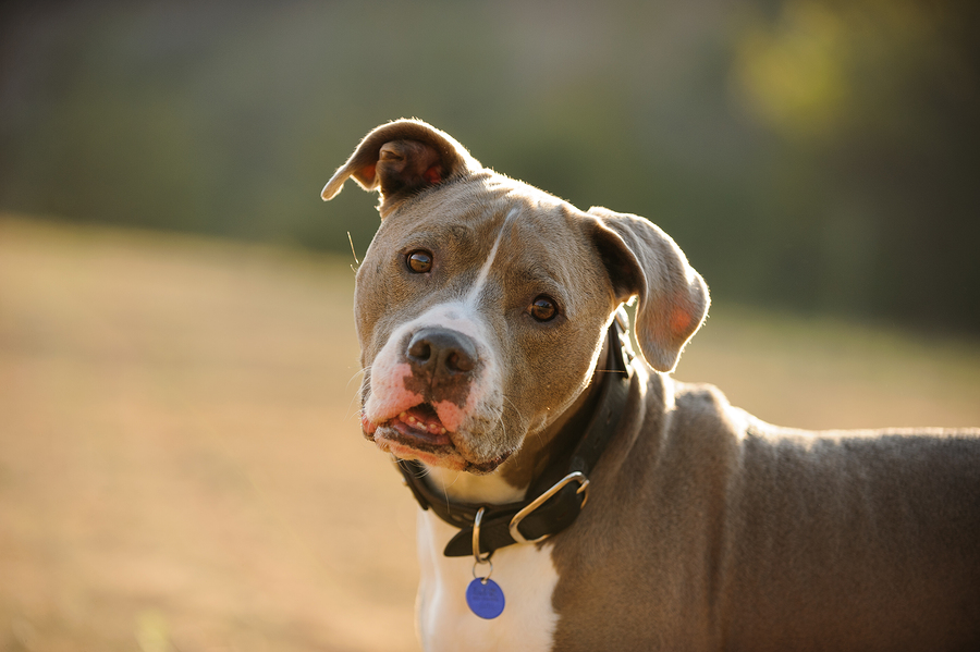 pit bull looking