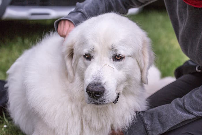 Pyrenean Mountain Dog