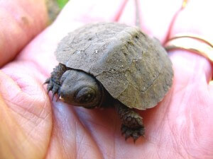 Raising-Baby-Turtles