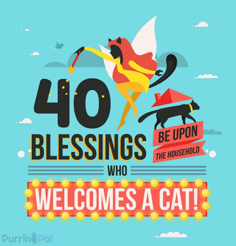 Reasons to Own Cats