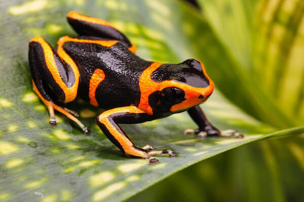 Red striped poison dart frog