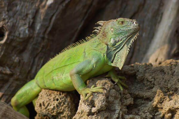 Lizard Iguana