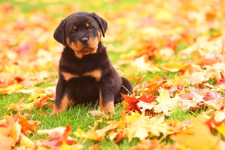 Rottweiler puppy sitting