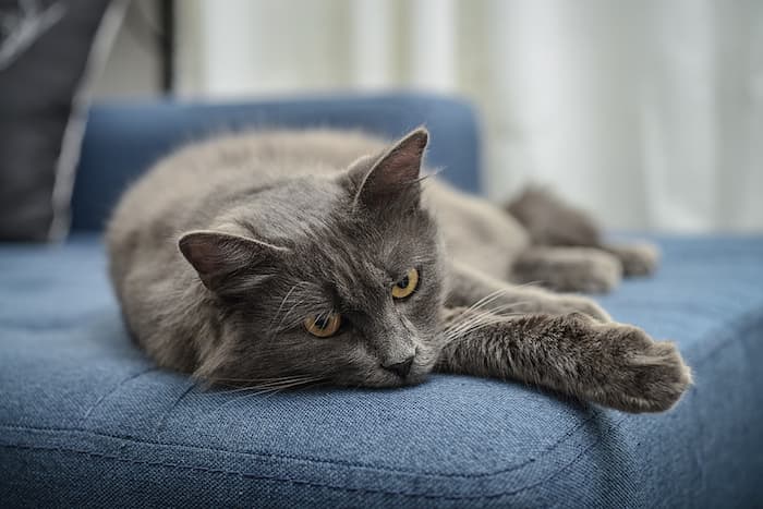 Russian Blue Cat Resting