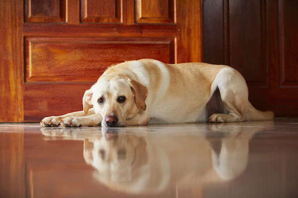 Dog At Home Wanting Outside