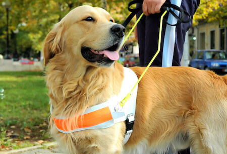 Seeing Eye Dog Service Animal