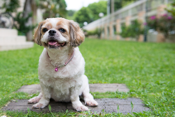 Shih Tzu In Yard Invisible Fence