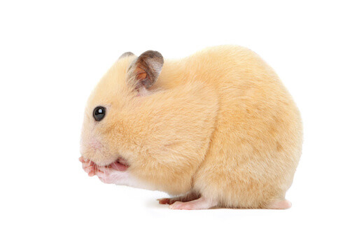 Syrian or Golden Hamsters Owners guide Facts and information all about  Syrian hamsters including care, food, diet, cages, pregnancy, breeding