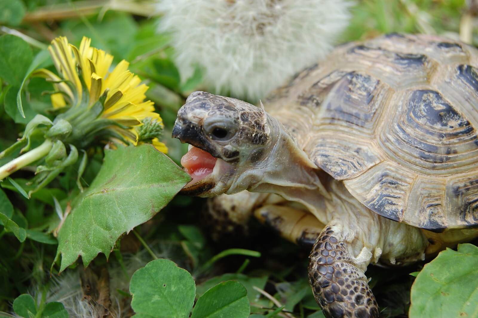 What Tortoises Aquatic And Box Turtles Eat Feeding How Often