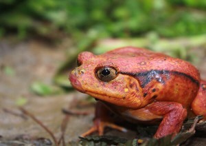 Madagascar Tomato Frog