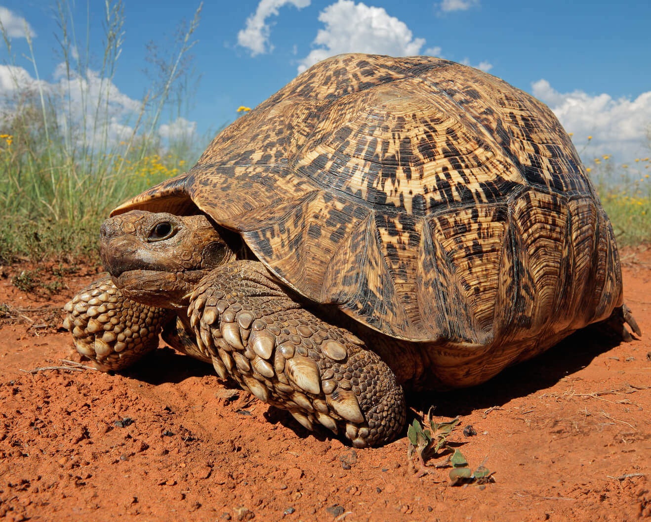Tortoise in Desert