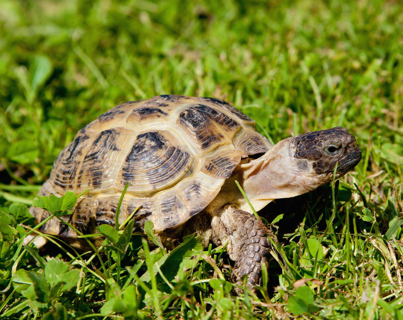 Types of Pet Tortoises - How to Take Care of a Turtle