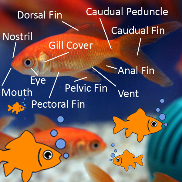 Goldfish Anatomy Chart