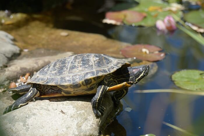 water turtle