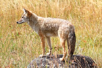 Western Coyote 