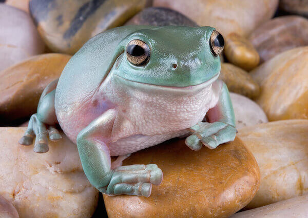 White Tree Frog