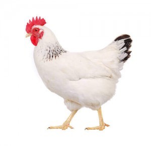 How to Take Care of a Backyard Chicken Hen Caring Pets