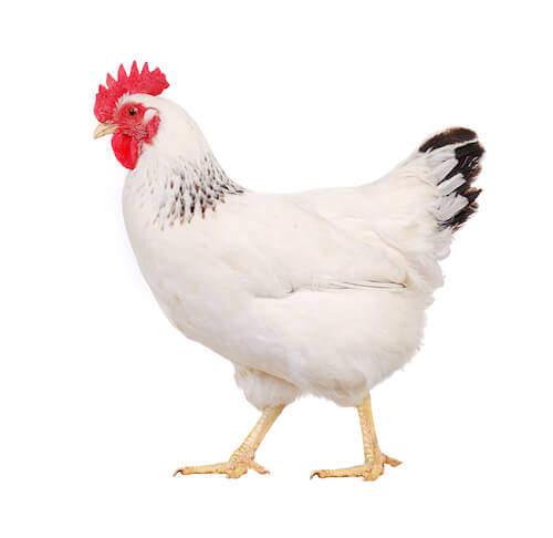 White hen