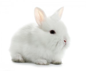 White rabbit bunny baby