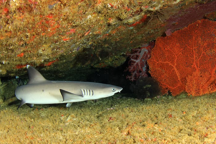 small reef shark