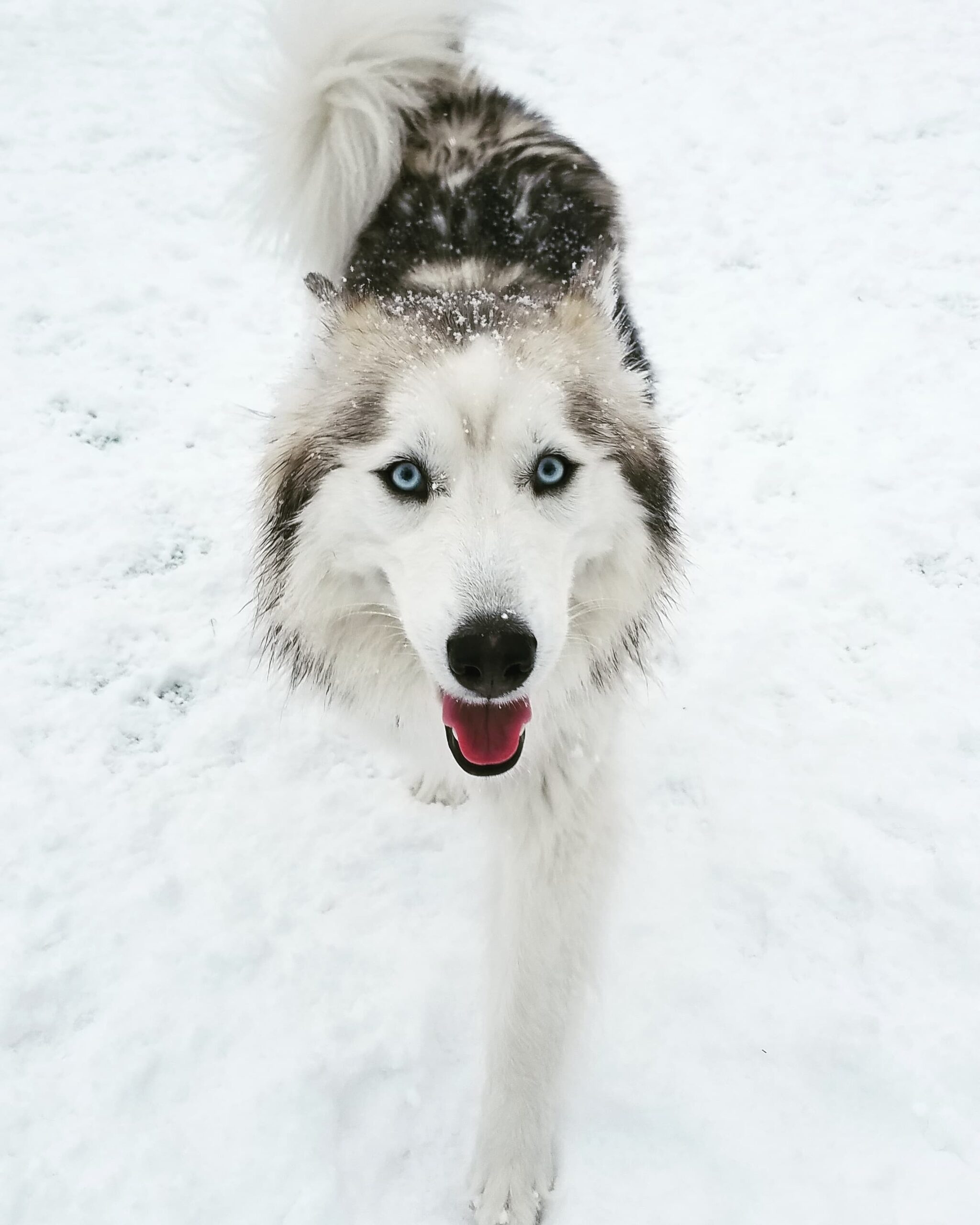 Husky Dog in Snow