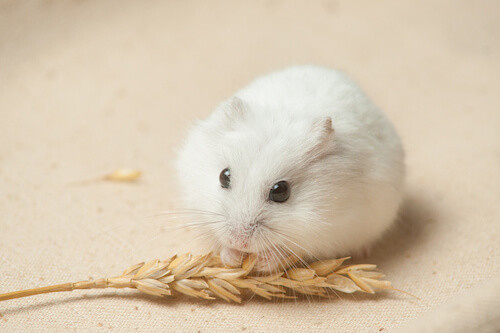 5 Types of Dwarf Hamster Breeds