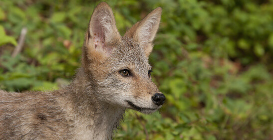 Young coyote