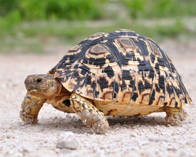 Leopard tortoise