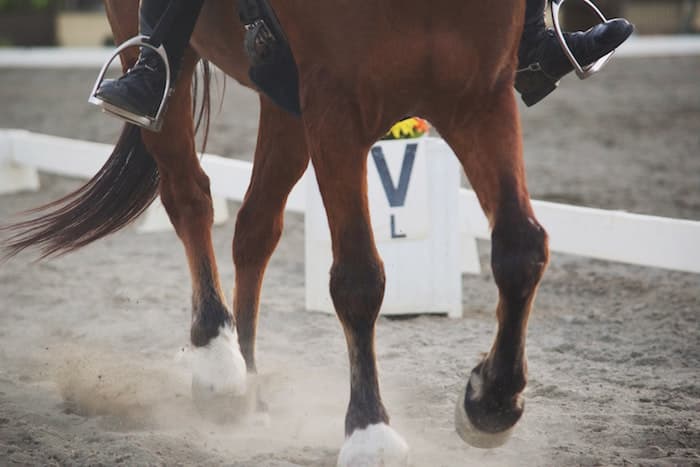 Legs of a Dressage Horse